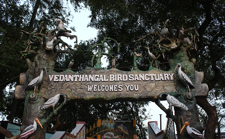 Vedanthangal Bird Sanctuary near Chennai – a scenic wetland haven for migratory birds & nature lovers