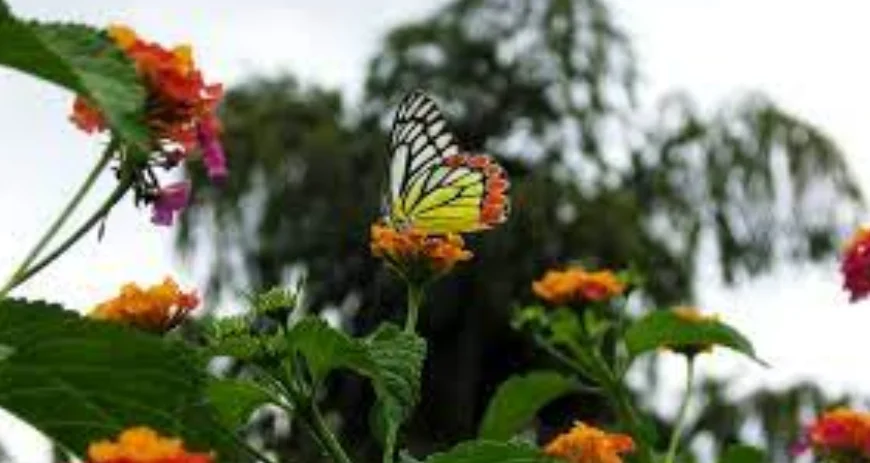 Butterfly Park