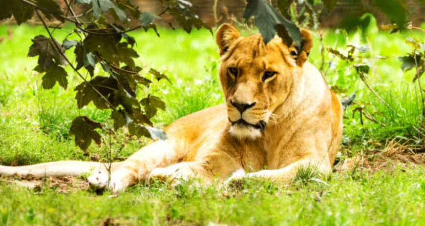 Sri Chamarajendra Zoological