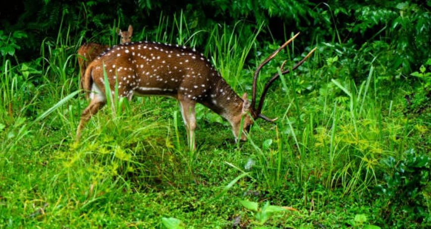 Wayanad Wildlife Sanctuary