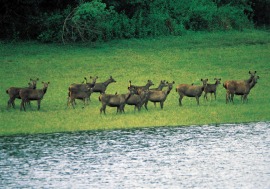 mysore ulsoor lake