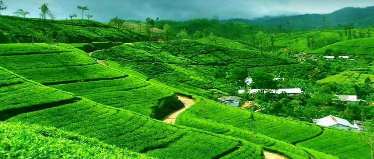 Gangtok Darjeeling Tour