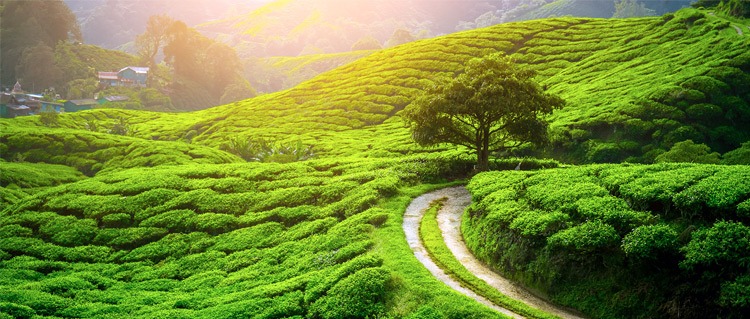 Gangtok Darjeeling Tour