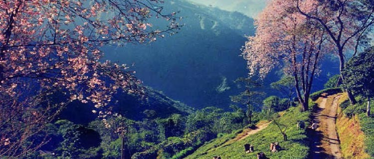 Gangtok Darjeeling Tour