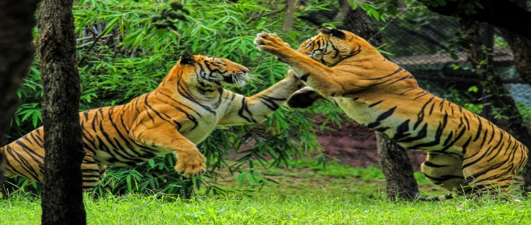 royal tiger play