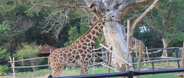 mysore zoo