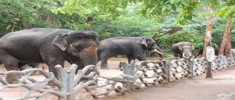 elephant camp