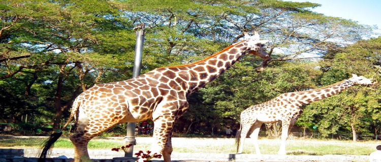 mysore zoo