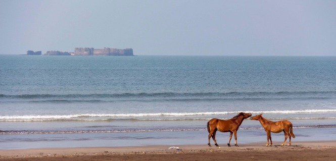 Murud Beach with Animal