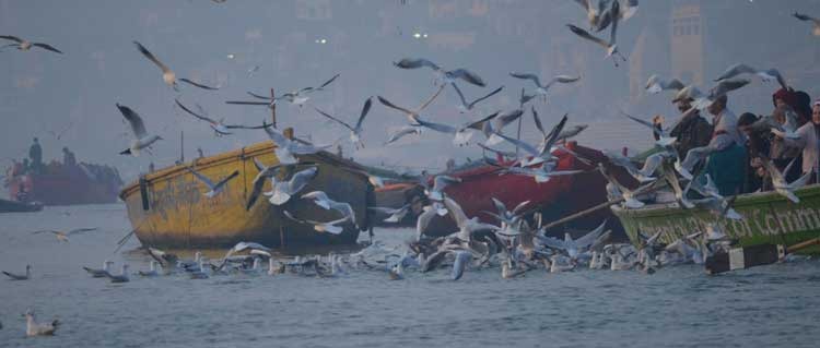 Boating in Ganga River in Varanasi With Joyful Birds